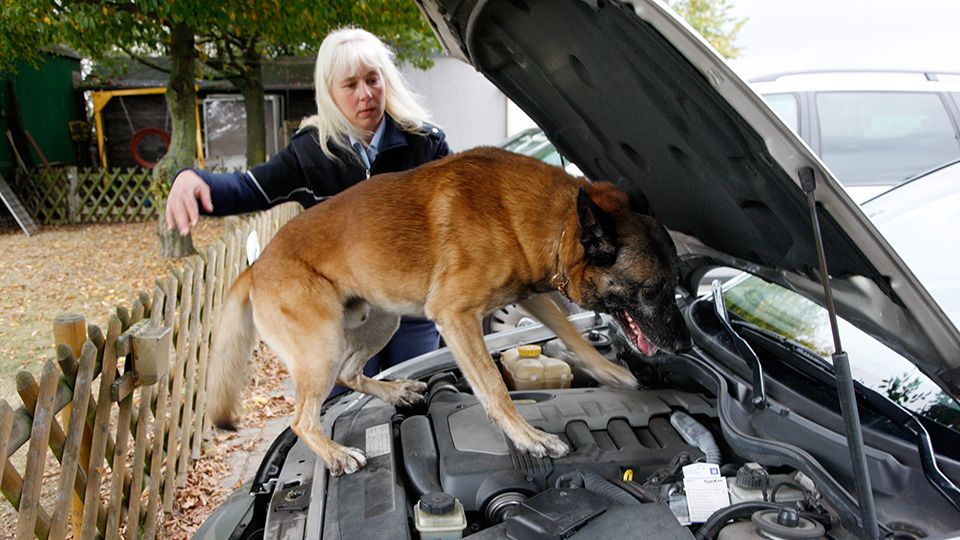 Diensthund sucht im Motorraum eines PKW