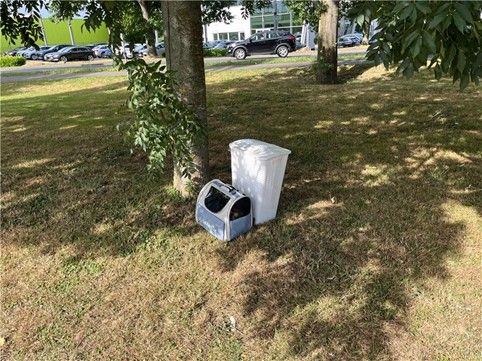 Cats abandoned